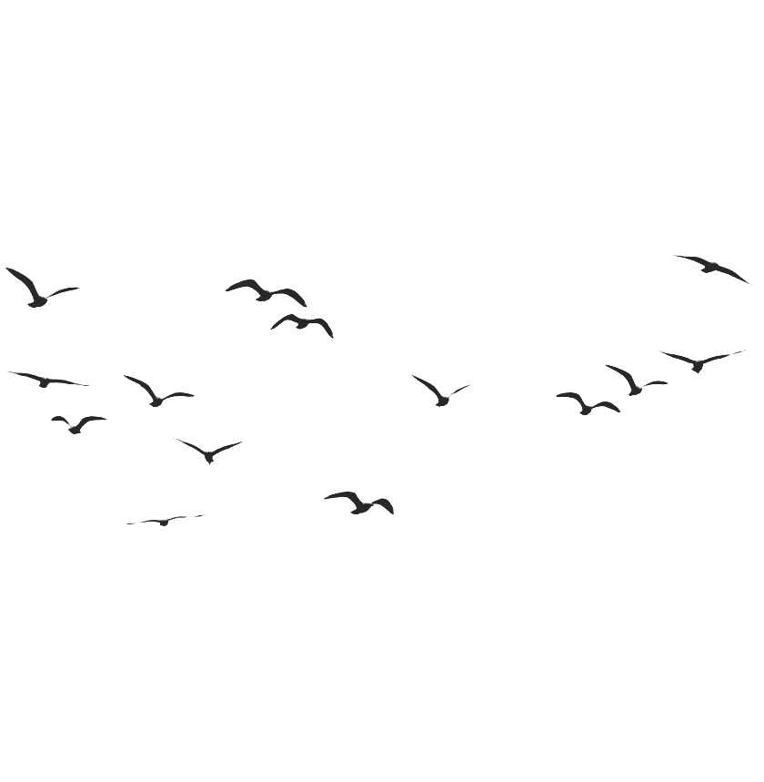 Coastal birds in flight